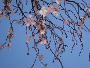 DSC03871